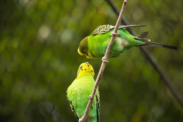 Close Papagaios Budgerigar Melopsittacus Undulatus Descansando Sobre Galhos Das Árvores — Fotografia de Stock