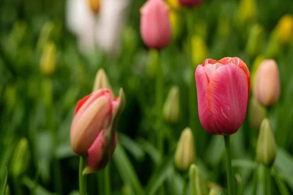 Campo Lleno Tulipanes Rosados Keukenhof Países Bajos — Foto de Stock