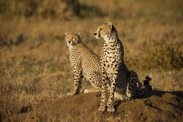 Cheetah Nelle Pianure Del Parco Nazionale Del Serengeti — Foto Stock