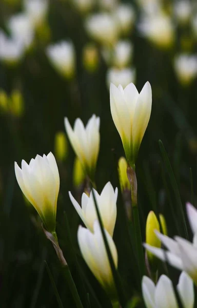 Квіти Крупним Планом Білої Осінньої Зефірлілі Zephyranthes Candida — стокове фото