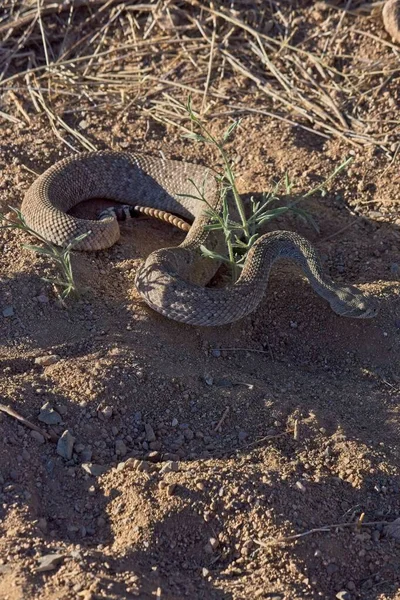 Egy Nyugati Csörgőkígyó Függőleges Közelsége Készen Áll Hogy Lecsapjon Zsákmányára — Stock Fotó