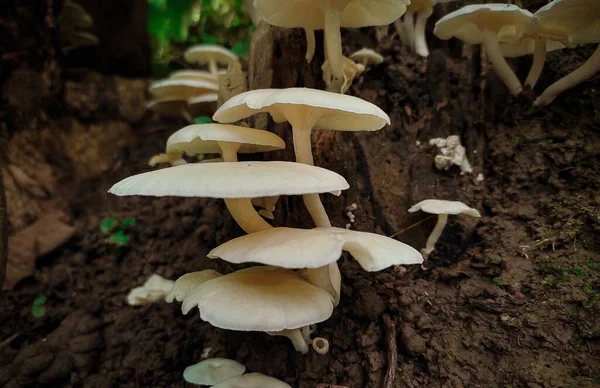 森林里的美丽的白牡蛎蘑菇 — 图库照片