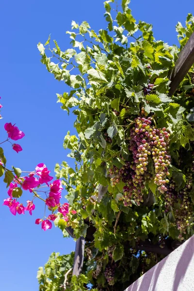 A bougainvillea espaliered plant on wall, clear sunlit sky background