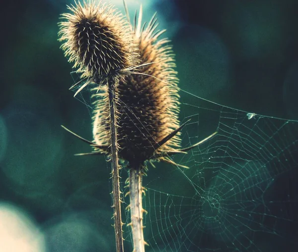 Ένας Ιστός Αράχνης Άγρια Φυτά Του Γλυκού Στον Κήπο Θαμπάδα — Φωτογραφία Αρχείου