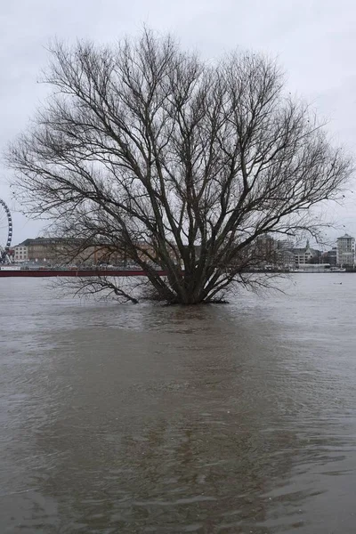 ドイツのデュッセルドルフでの洪水における葉のない木の垂直ショット — ストック写真