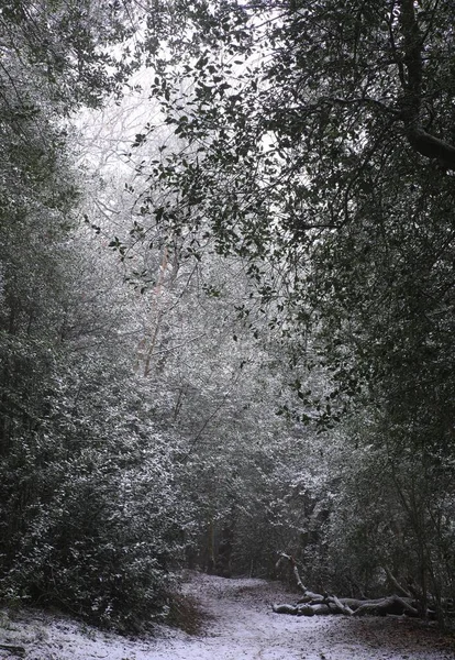 Μια Κάθετη Λήψη Των Δέντρων Στο Χιονισμένο Πάρκο Sutton Στο — Φωτογραφία Αρχείου