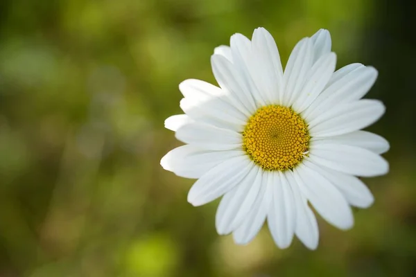 Detailní Záběr Kvetoucího Heřmánku Rozmazaném Pozadí — Stock fotografie