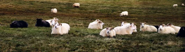 Une Vue Aérienne Troupeau Moutons Couchés Dans Les Champs — Photo