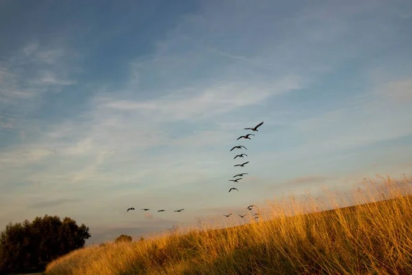 Grupp Fåglar Som Flyger Över Fältet — Stockfoto