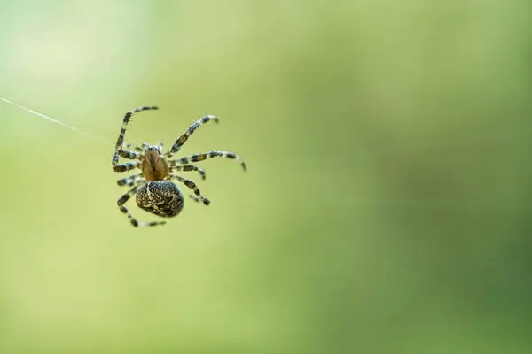 Eine Kreuzspinne Kriecht Auf Einem Spinnenfaden Vor Verschwommenem Hintergrund — Stockfoto