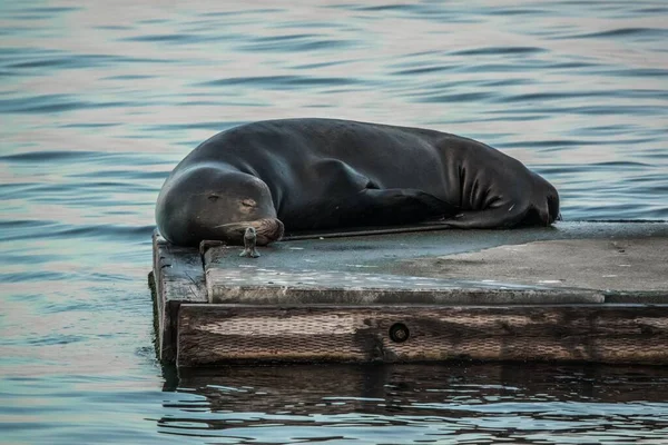 Słodki Morski Lew Śpiący Doku Vancouver Wyspie Ciągu Dnia — Zdjęcie stockowe