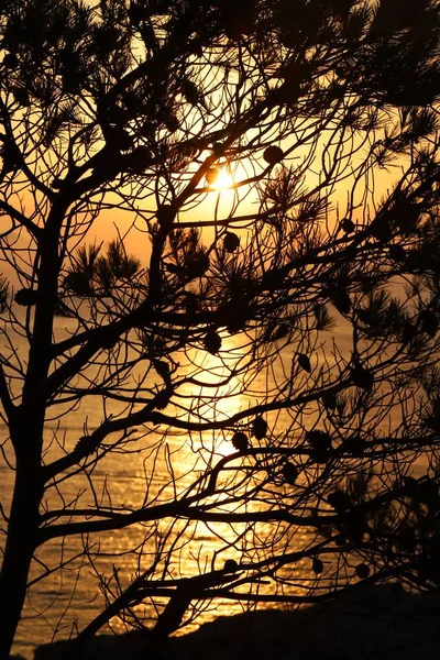 Вертикальный Снимок Сосны Минусы Ней Время Золотого Заката Над Морем — стоковое фото