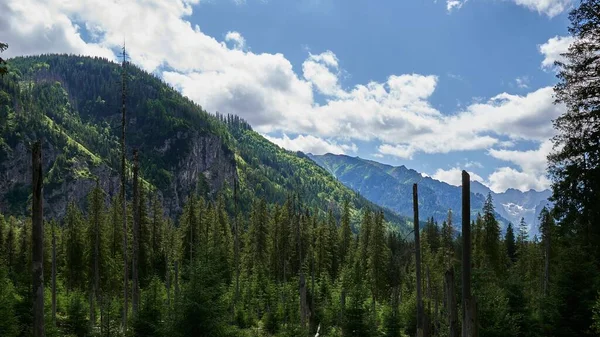 Μια Θέα Του Τοπίου Από Έλατα Δέντρα Δάσος Βουνά Στο — Φωτογραφία Αρχείου