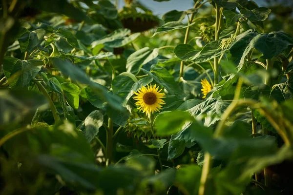 Selective Focus Shot Sunflowers Field — Stock Photo, Image