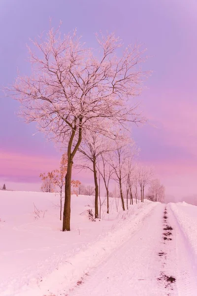 Вертикальный Снимок Деревьев Заснеженной Дороги Зимой Против Пурпурно Розового Неба — стоковое фото
