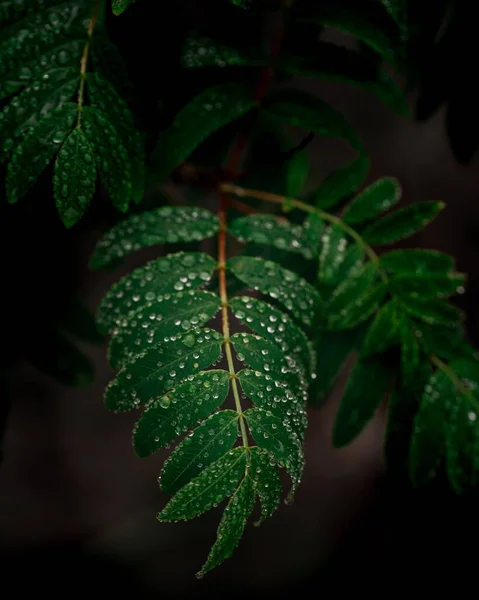 緑の葉を持つ枝に雨滴の垂直ショット — ストック写真
