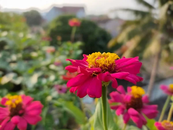 Parlak Çiçekler Bir Bahçede Çiçek Açtı — Stok fotoğraf