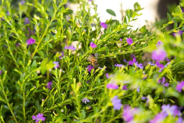 蜜蜂从花园花朵中采集花粉的特写镜头 — 图库照片