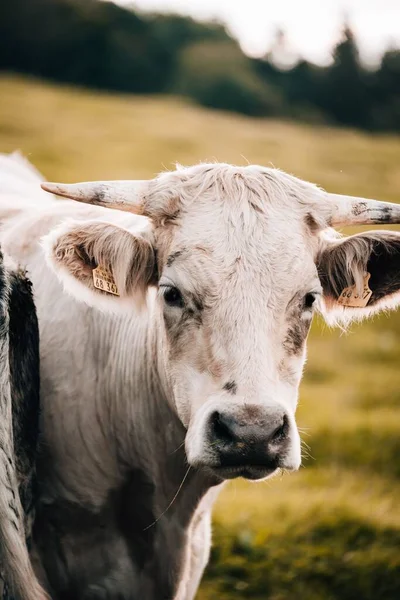 一头白奶牛在模糊的草原背景下的特写 — 图库照片