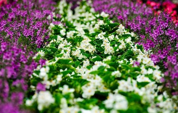 Крупним Планом Знімок Різнокольорових Квітів — стокове фото