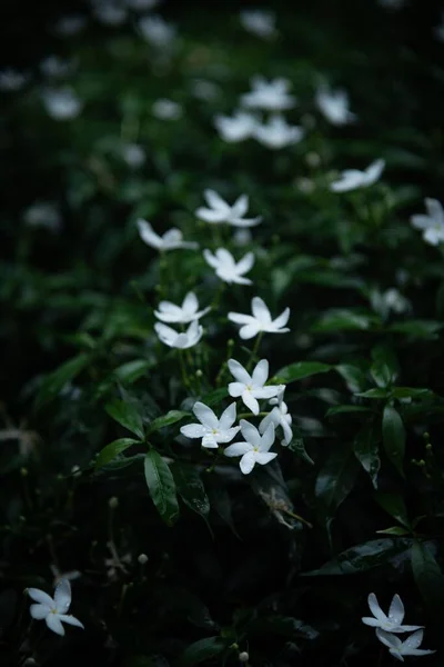 Enfoque Selectivo Vertical Arbustos Flores Jazmín Blanco Sobre Fondo Oscuro —  Fotos de Stock