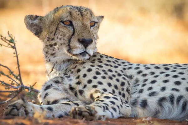 Cheetah Las Llanuras Del Parque Nacional Del Serengeti —  Fotos de Stock