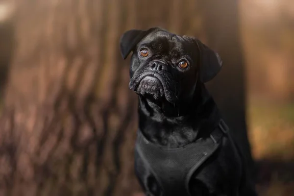 Μια Επιλεκτική Εστίαση Ενός Μαύρου Σκύλου Pug — Φωτογραφία Αρχείου
