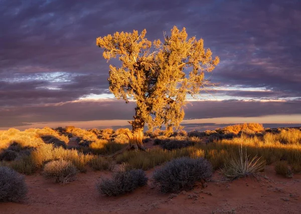 亚利桑那州清晨阳光下的一棵老树 — 图库照片