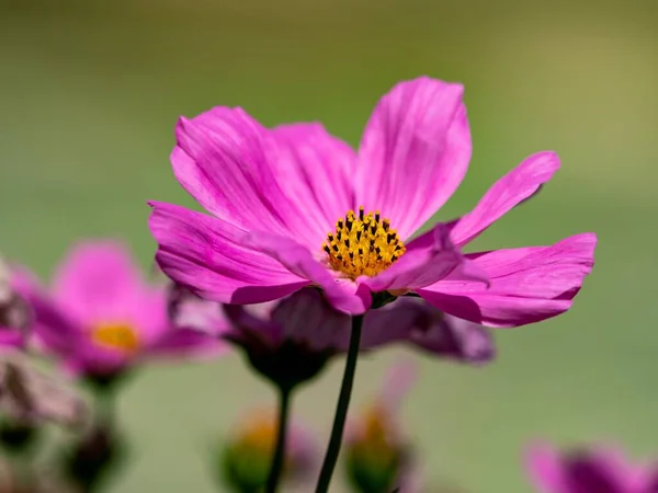 Detailní Záběr Růžové Kosmu Květiny — Stock fotografie
