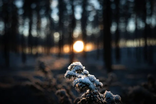 Селективный Снимок Дерева Снегом Закате — стоковое фото
