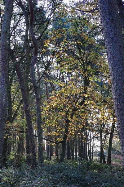 Een Verticaal Schot Van Een Woud Sutton Park Birmingham — Stockfoto
