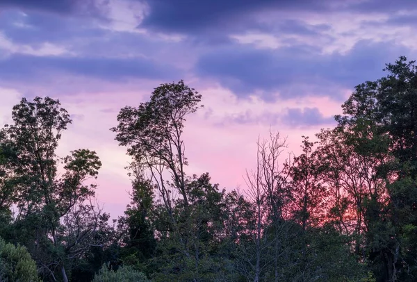 Живописный Крупным Планом Снимок Деревьев Фоне Закатного Неба — стоковое фото