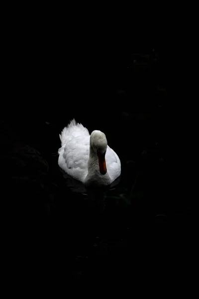Eine Vertikale Aufnahme Einer Weißen Ente Isoliert Auf Schwarzem Hintergrund — Stockfoto