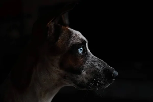Primer Plano Cabeza Perro Con Ojos Azules Fondo Negro — Foto de Stock