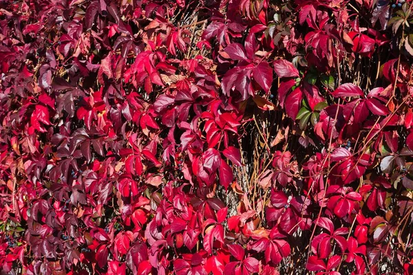 stock image red autumn leaves, autumn colors, creeper plant ampelopsis