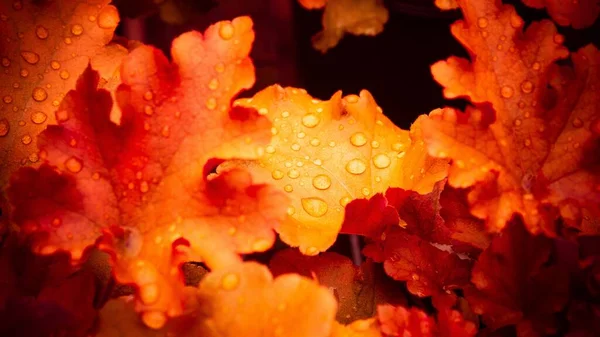 가을에 오렌지 단풍나무 빗방울을 아름다운 — 스톡 사진