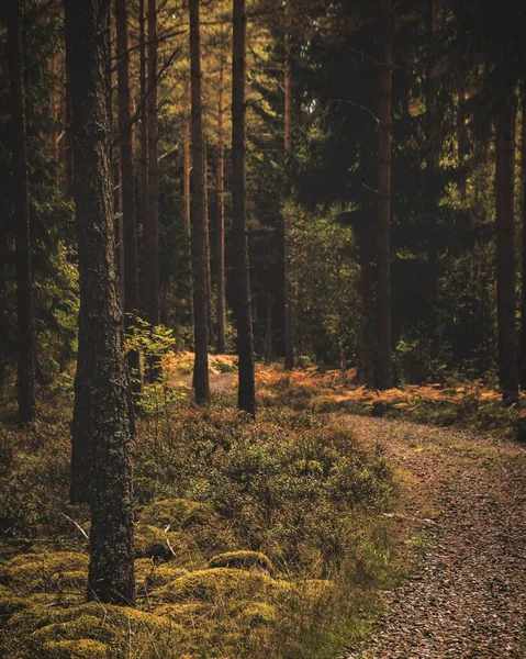 Caminho Estreito Uma Floresta Densa Com Árvores Altas Durante Dia — Fotografia de Stock