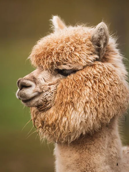 Tiro Vertical Camelo Camelus — Fotografia de Stock