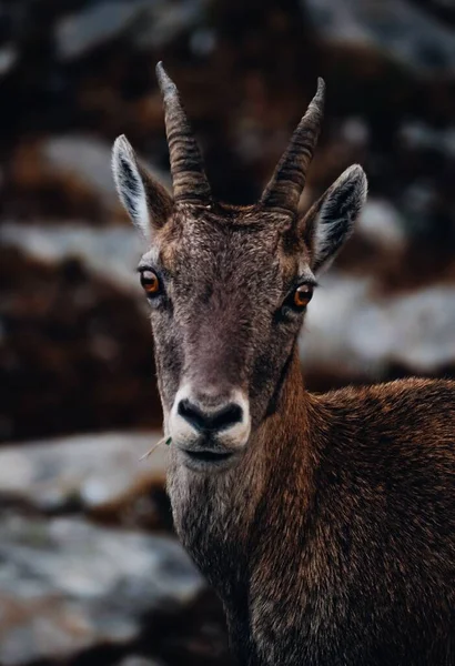 Foco Seletivo Vertical Juvenil Ibex Alpino Capra Ibex Uma Rocha — Fotografia de Stock