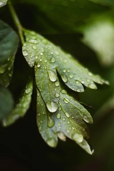Вертикальный Снимок Зеленых Листьев Покрытых Каплями Воды — стоковое фото