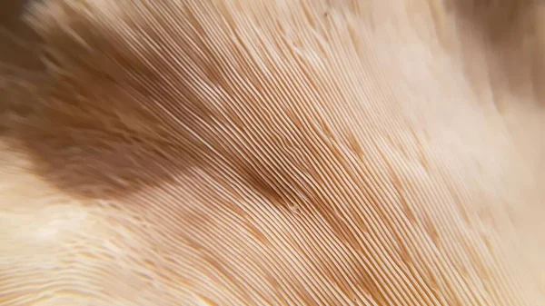 Closeup Mushroom Surface Cool Background — Stock Photo, Image