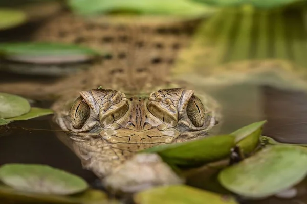 新几内亚鳄鱼 Crocodylus Novaeguineae 在充满海藻的池塘中的眼睛反射水 — 图库照片