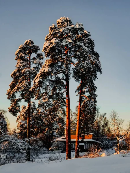 Een Verticaal Schot Van Hoge Bomen Bedekt Met Sneeuw Tijdens — Stockfoto