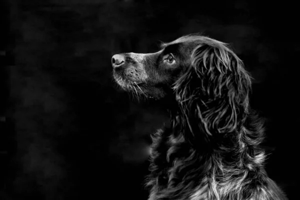 一只灰色的可爱的棕色波希金猎犬 长着大大的耳朵 靠着漆黑的黑色背景坐着 — 图库照片