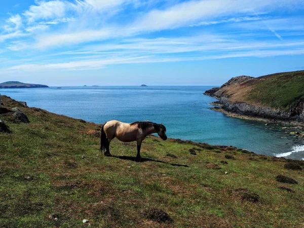 Pony Selvaggio Galles Sul Sentiero Costiero Estate — Foto Stock