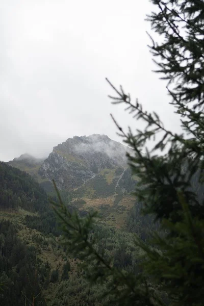 Vertikal Bild Bergssida Täckt Dimma Bakom Ett Vintergrönt Skogsträd — Stockfoto