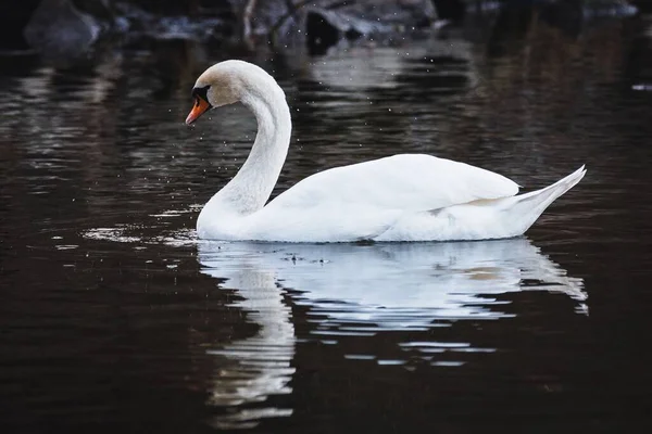 Una Hermosa Vista Elegante Cisne Flotando Estanque — Foto de Stock