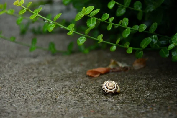 Closeup Shot Snail Shell Found Ground Wild Next Green Leaves — Stock Photo, Image