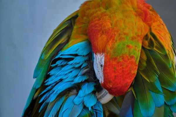 Zbliżenie Egzotycznej Pomarańczowo Niebieskiej Papugi Rozmytym Tle — Zdjęcie stockowe