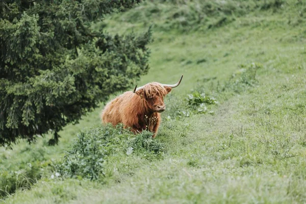 Una Vista Del Hermoso Ganado Highland Campo Con Hierba Fresca —  Fotos de Stock